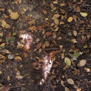 Fall is the coming of new seasons and change. I love the idea of changing yourself for the better.