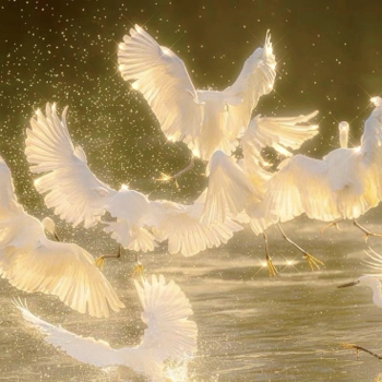 The audio reminds me of the song 'mystical magical' by Benson Boone.