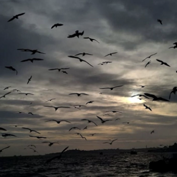 Seagulls remind me of the ocean.